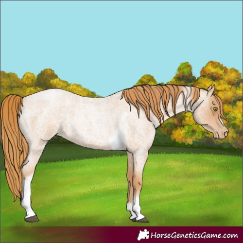 Horse Color:Red Roan Pearl Tobiano Frame