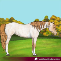 Horse Color:Red Roan Pearl Tobiano Frame 