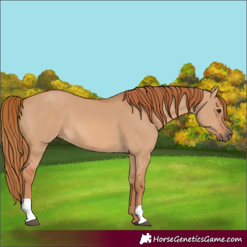 Horse Color:Red Dun 