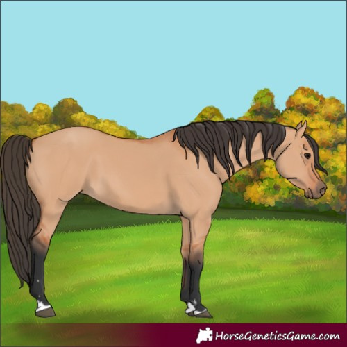 Horse Color:Bay Dun 