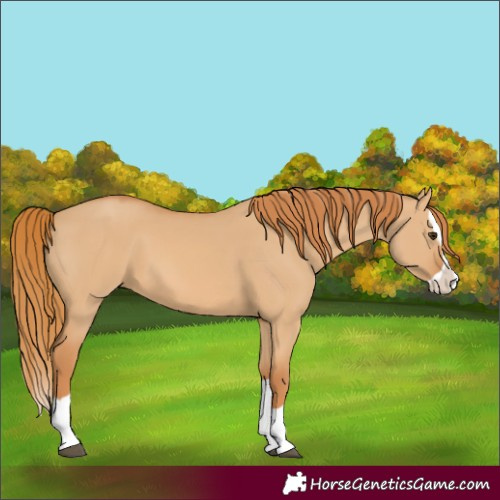 Horse Color:Red Dun Splash 
