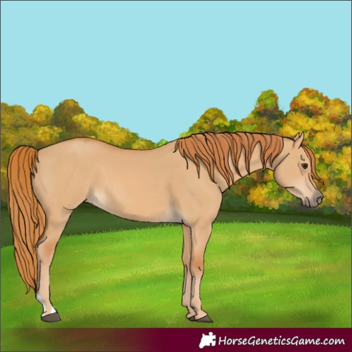 Horse Color:Red Dun