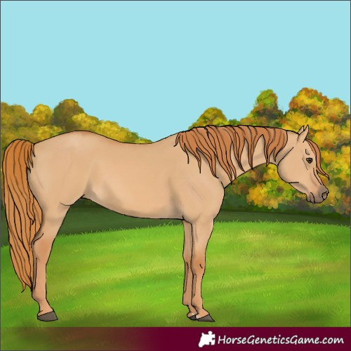 Horse Color:Red Dun 