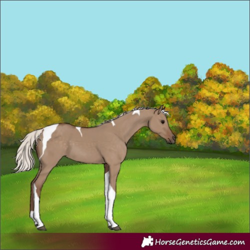 Horse Color:Silver Grullo Tobiano