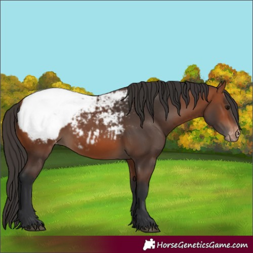 Horse Color:Bay Appaloosa
