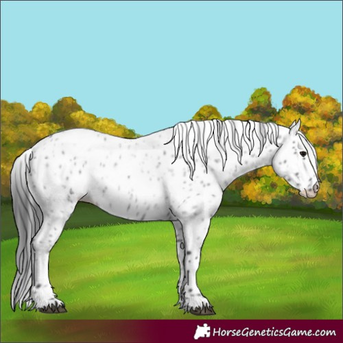 Horse Color:Blue Roan Appaloosa Rabicano 