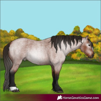 Horse Color:Gray Bay Roan 