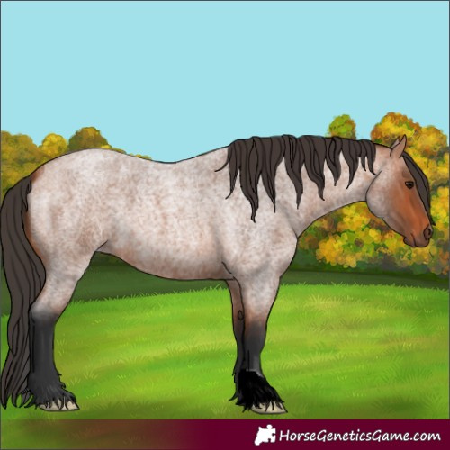Horse Color:Bay Roan
