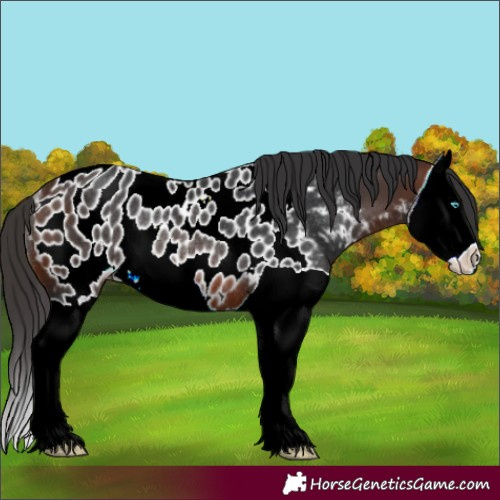Horse Color:Brown Splash Near Leopard Rabicano 
