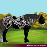 Horse Color:Brown Splash Appaloosa Rabicano