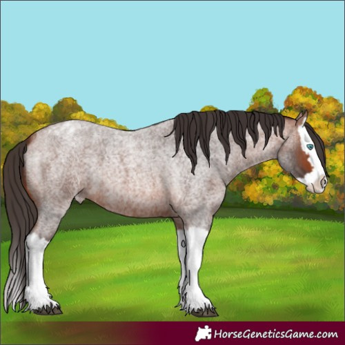 Horse Color:Bay Roan Splash Appaloosa