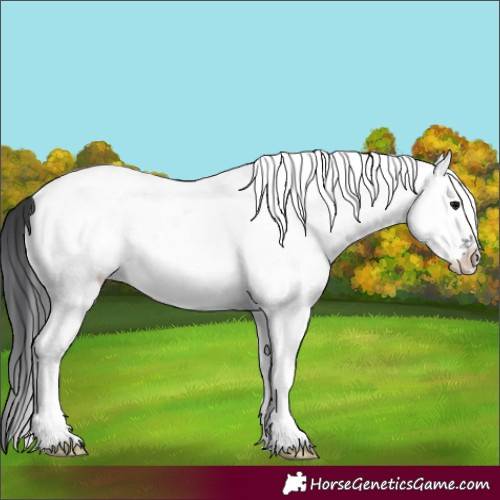 Horse Color:White Spotted Black 
