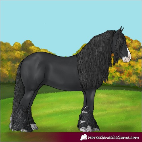 Horse Color:Black Splash 
