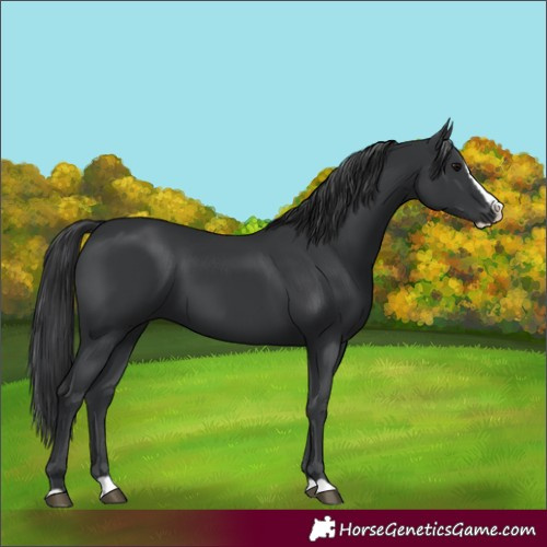 Horse Color:Black Splash 
