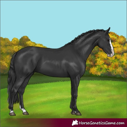 Horse Color:Black Splash 