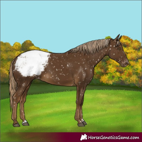 Horse Color:Chocolate Palomino Appaloosa Rabicano 