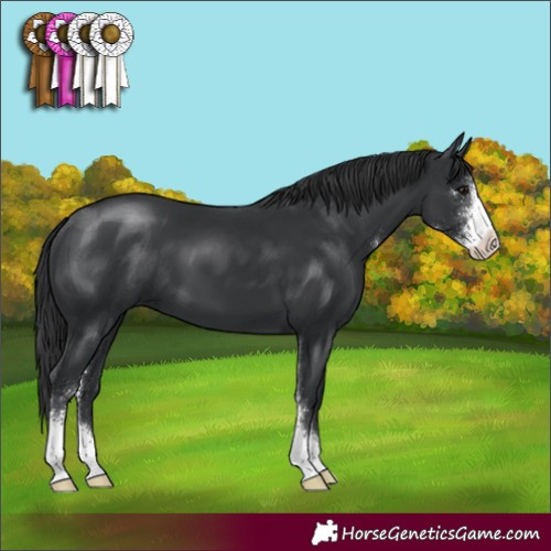 Horse Color:Black Sabino 