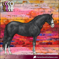 Horse Color:Black Sabino 