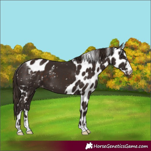 Horse Color:Liver Chestnut Skewed Appaloosa 