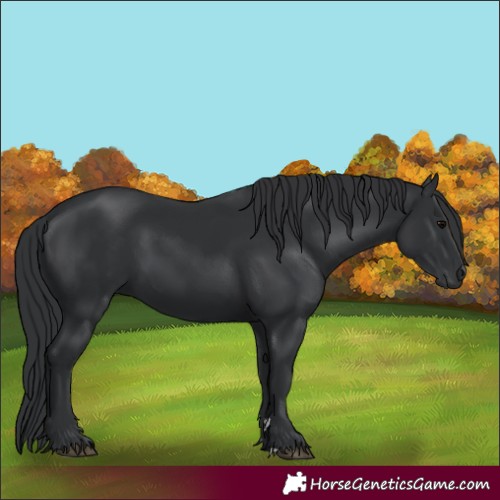 Horse Color:Black 