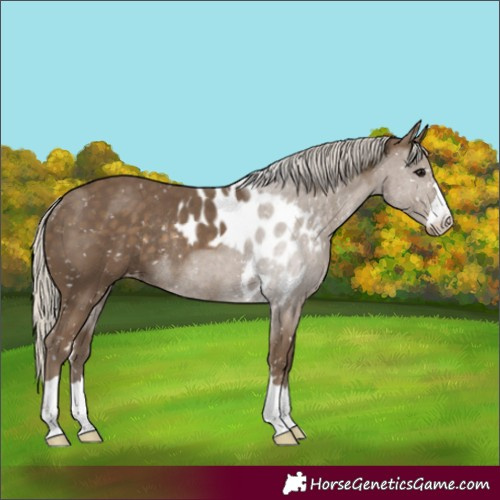 Horse Color:Silver Smoky Black Skewed Appaloosa Rabicano 