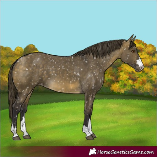 Horse Color:Buckskin Dun Mushroom Appaloosa