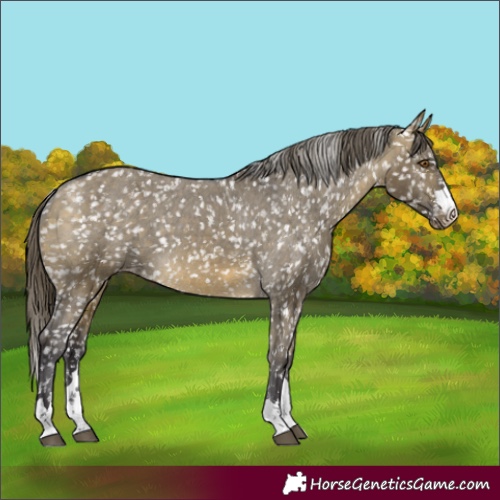 Horse Color:Buckskin Dun Mushroom Appaloosa