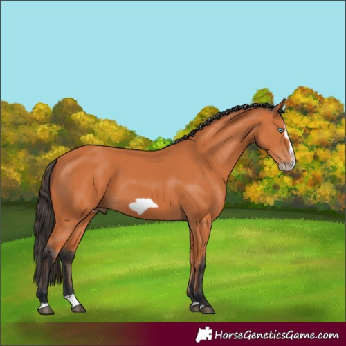 Horse Color:Bay Splash Frame 