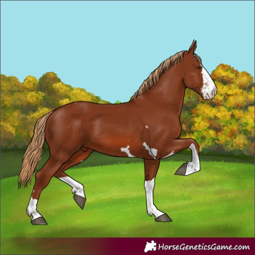 Horse Color:Chestnut 
