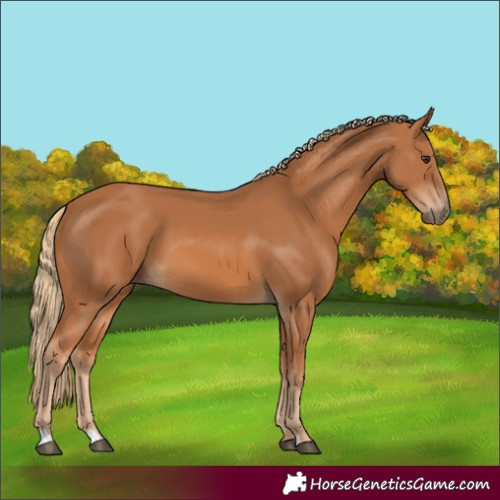 Horse Color:Chestnut 