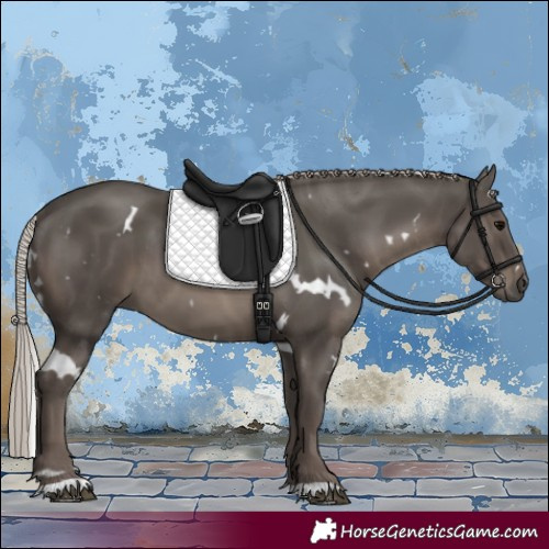 Horse Color:White Spotted Silver Black 