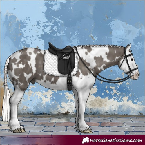 Horse Color:White Spotted Silver Black Splash 