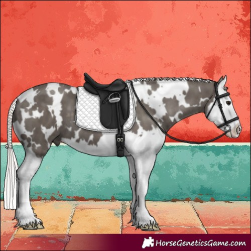Horse Color:White Spotted Silver Black Splash