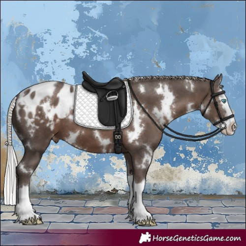 Horse Color:White Spotted Silver Black Sabino Splash Appaloosa 