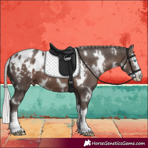 Horse Color:White Spotted Silver Black Sabino Splash Appaloosa