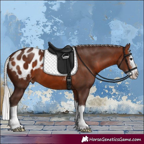 Horse Color:Silver Brown Sabino Splash Appaloosa