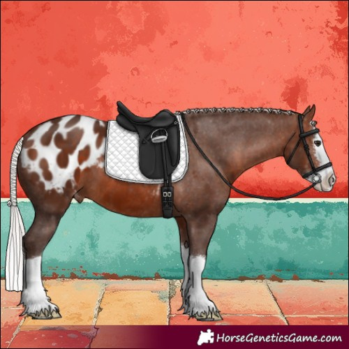 Horse Color:Silver Brown Sabino Splash Appaloosa 