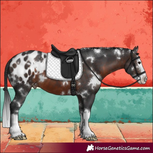 Horse Color:White Spotted Brown Sabino Splash Appaloosa