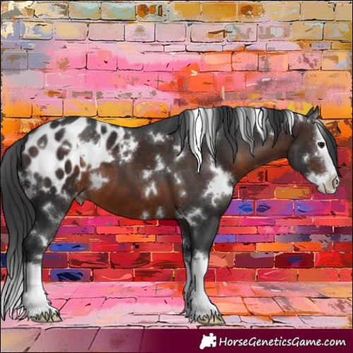 Horse Color:White Spotted Brown Sabino Splash Appaloosa