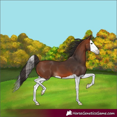 Horse Color:Bay Splash