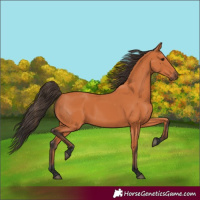 Horse Color:Bay 