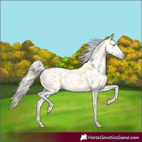 Horse Color:Gold Cream Champagne Splash Tobiano Appaloosa Rabicano
