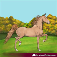 Horse Color:Gold Champagne 