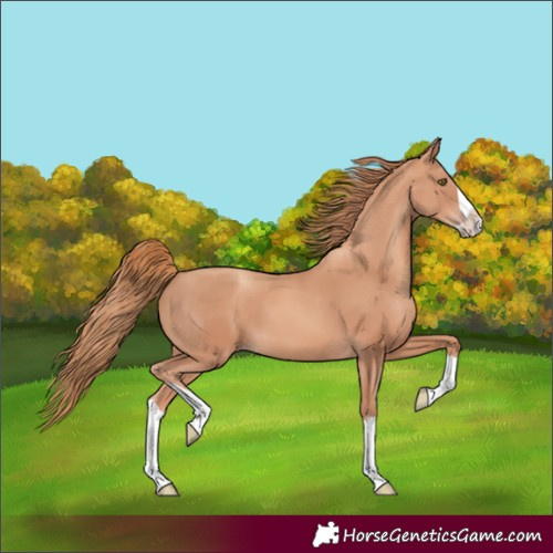 Horse Color:Gold Champagne Splash