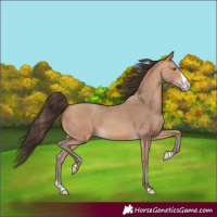Horse Color:Amber Champagne Splash