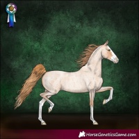 Horse Color:Gold Champagne Roan Splash