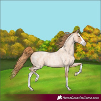 Horse Color:Gold Champagne Roan Splash
