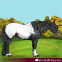 Horse Color:Black Tobiano Appaloosa 