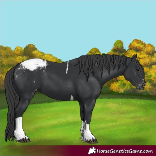 Horse Color:Black Tobiano Appaloosa 