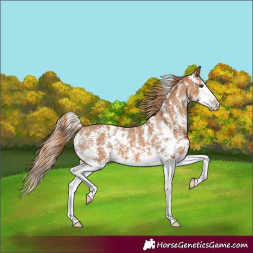 Horse Color:Chestnut Sabino Splash Varnish